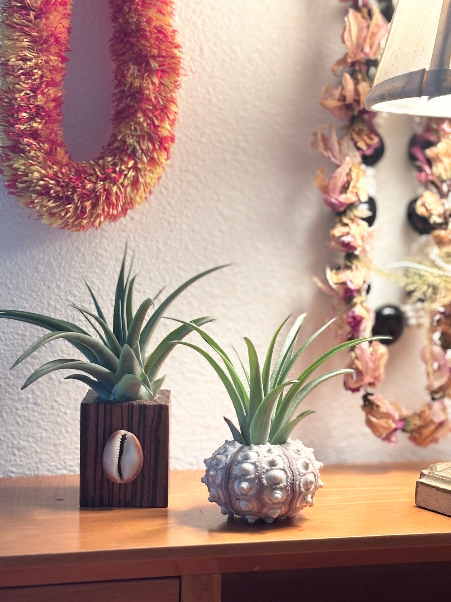 Sea Urchin Holder