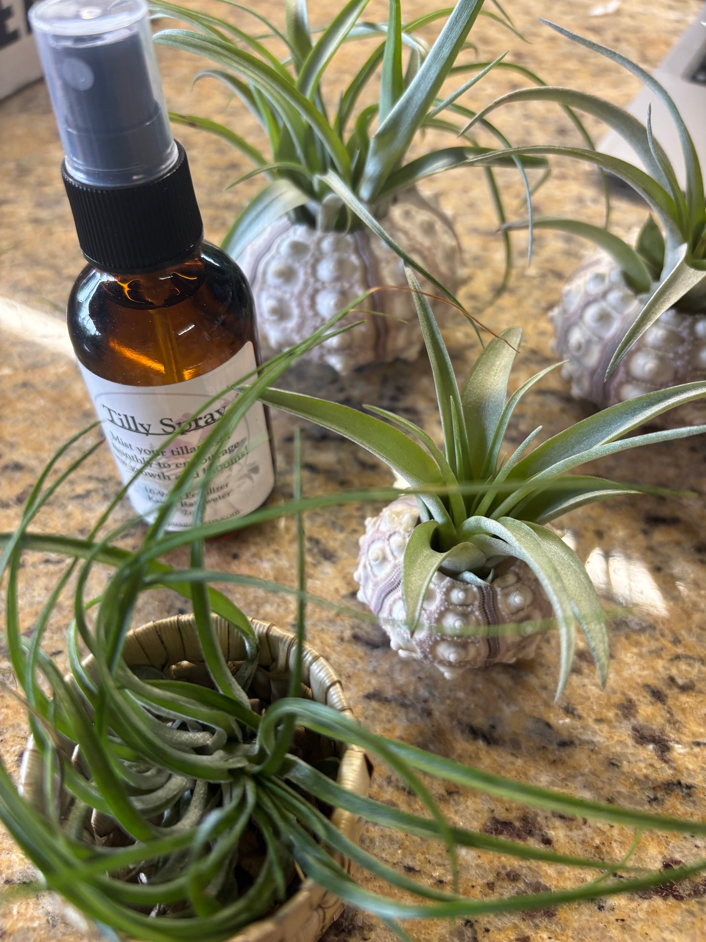 Sea Urchin Holder