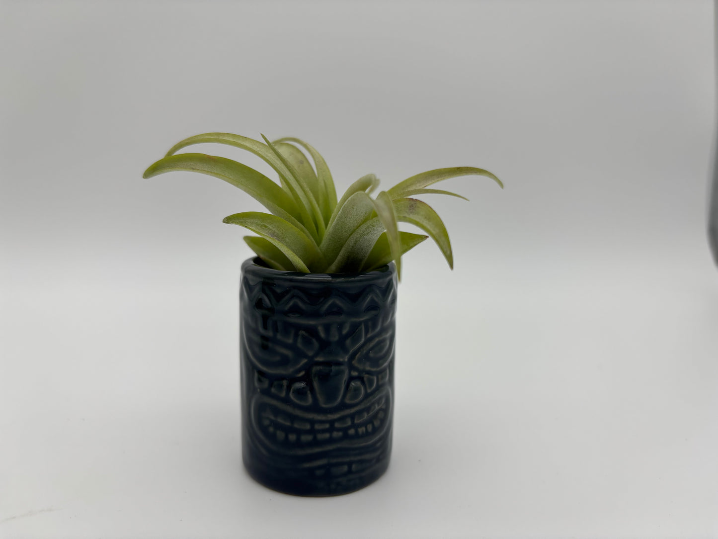 Tiki Tillandsia Holder