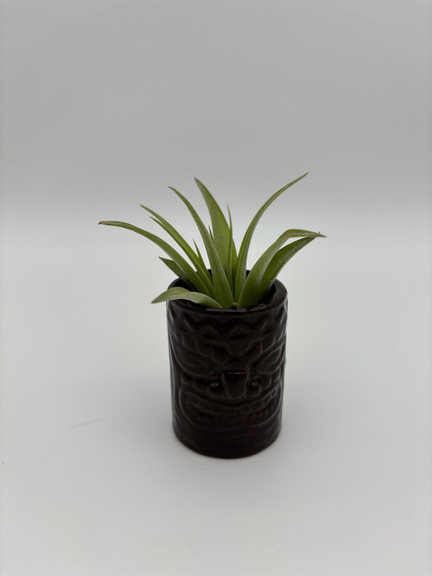 Tiki Tillandsia Holder