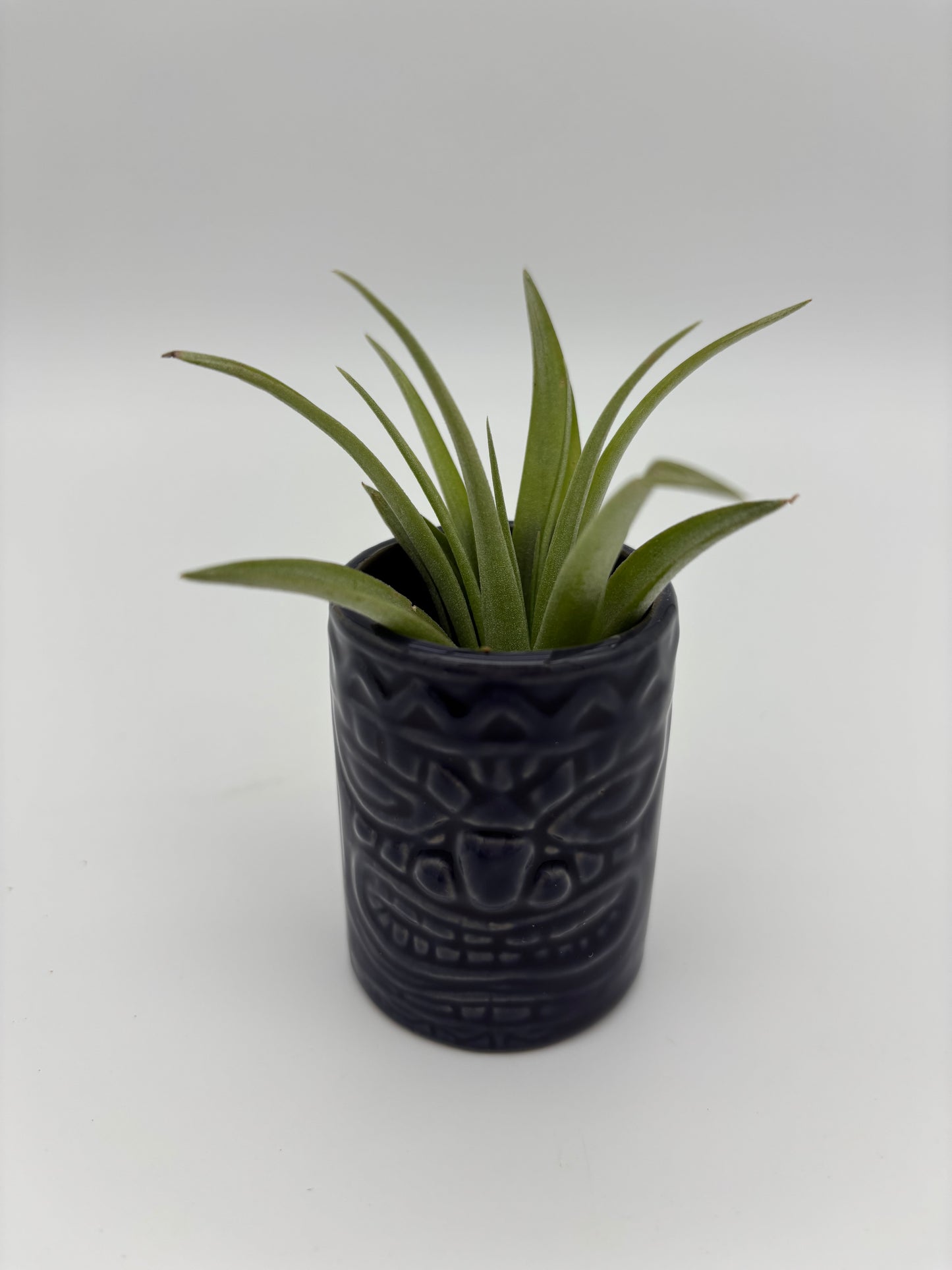 Tiki Tillandsia Holder