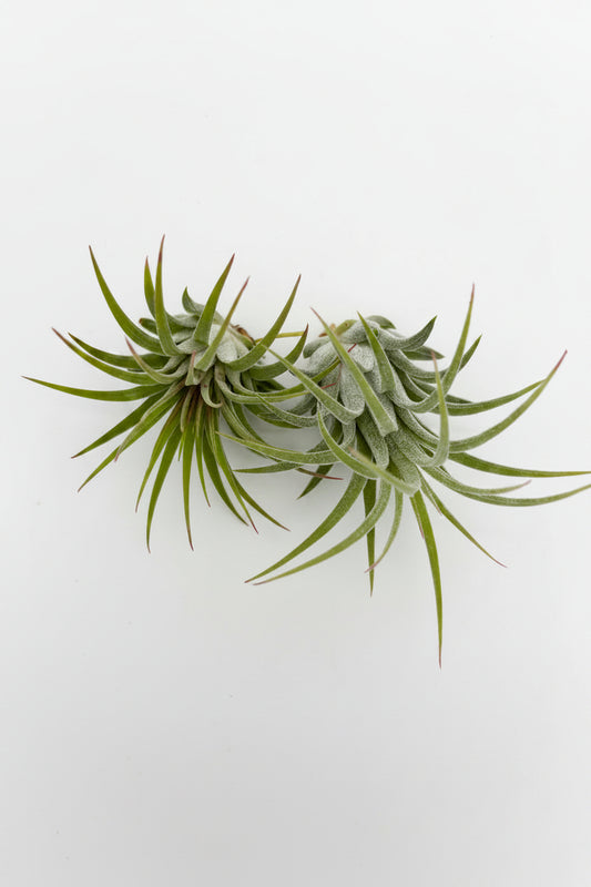 Tillandsia Ionantha - Medium
