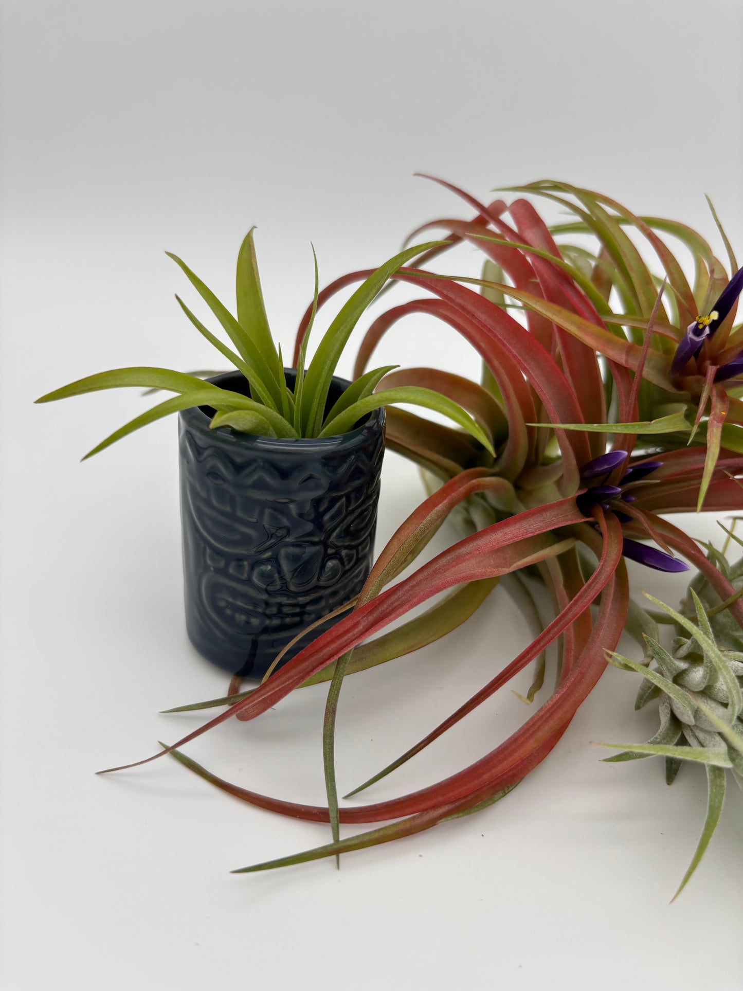 Tiki Tillandsia Holder