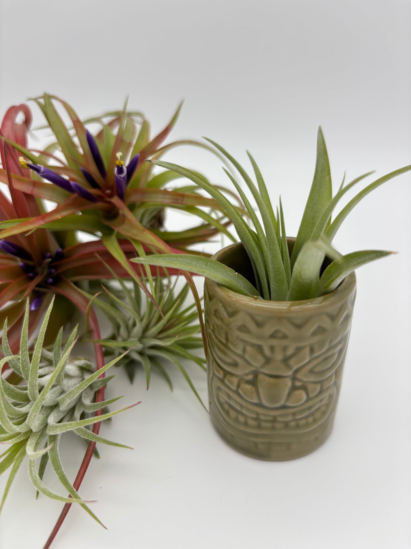 Tiki Tillandsia Holder