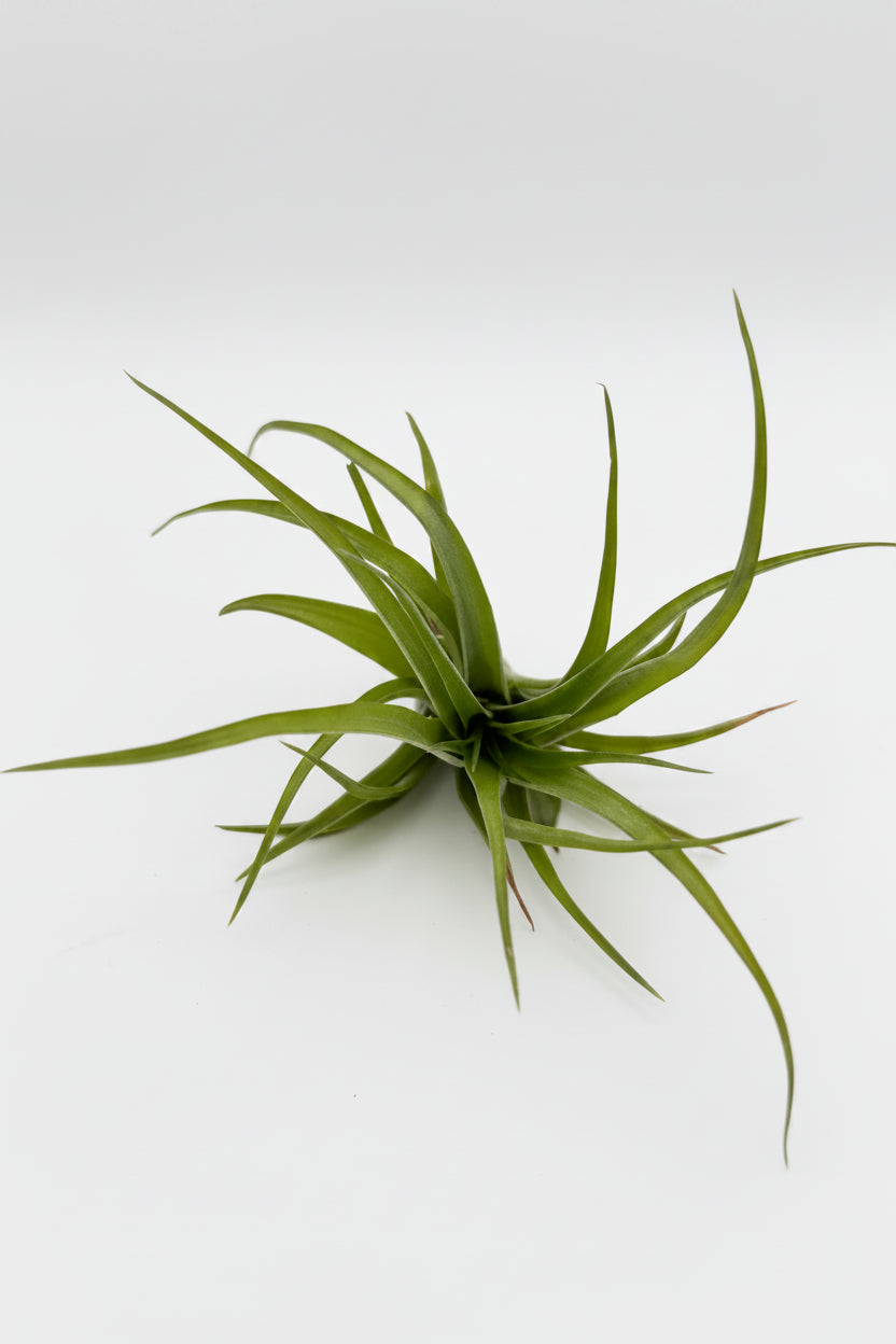 Tillandsia Brachycaulos - Large