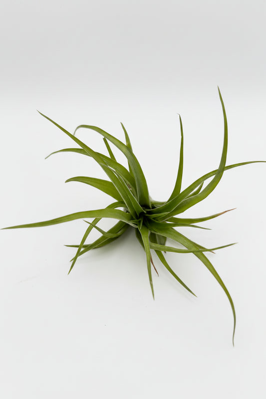 Tillandsia Brachycaulos - Large