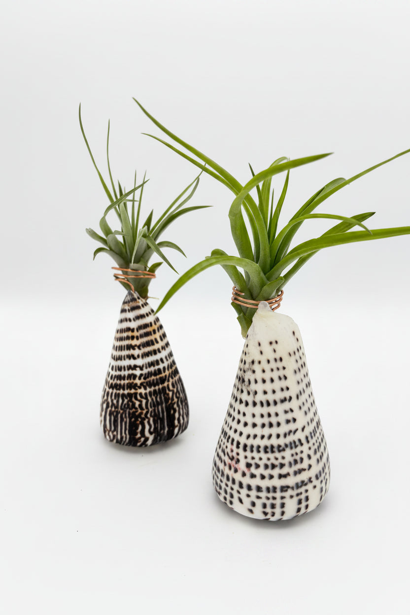 Tillandsia Brachycaulos - Medium
