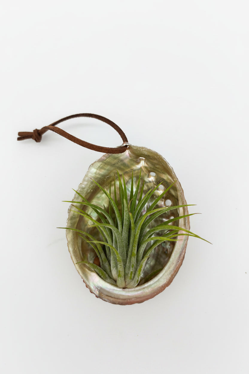 Tillandsia Ionantha - Large