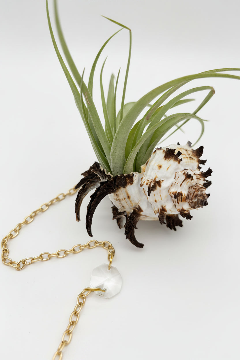 Suncatcher: Shell + Crystal ~ 18"-20"