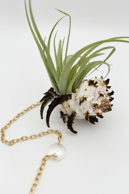 Suncatcher: Shell + Crystal ~ 18"-20"