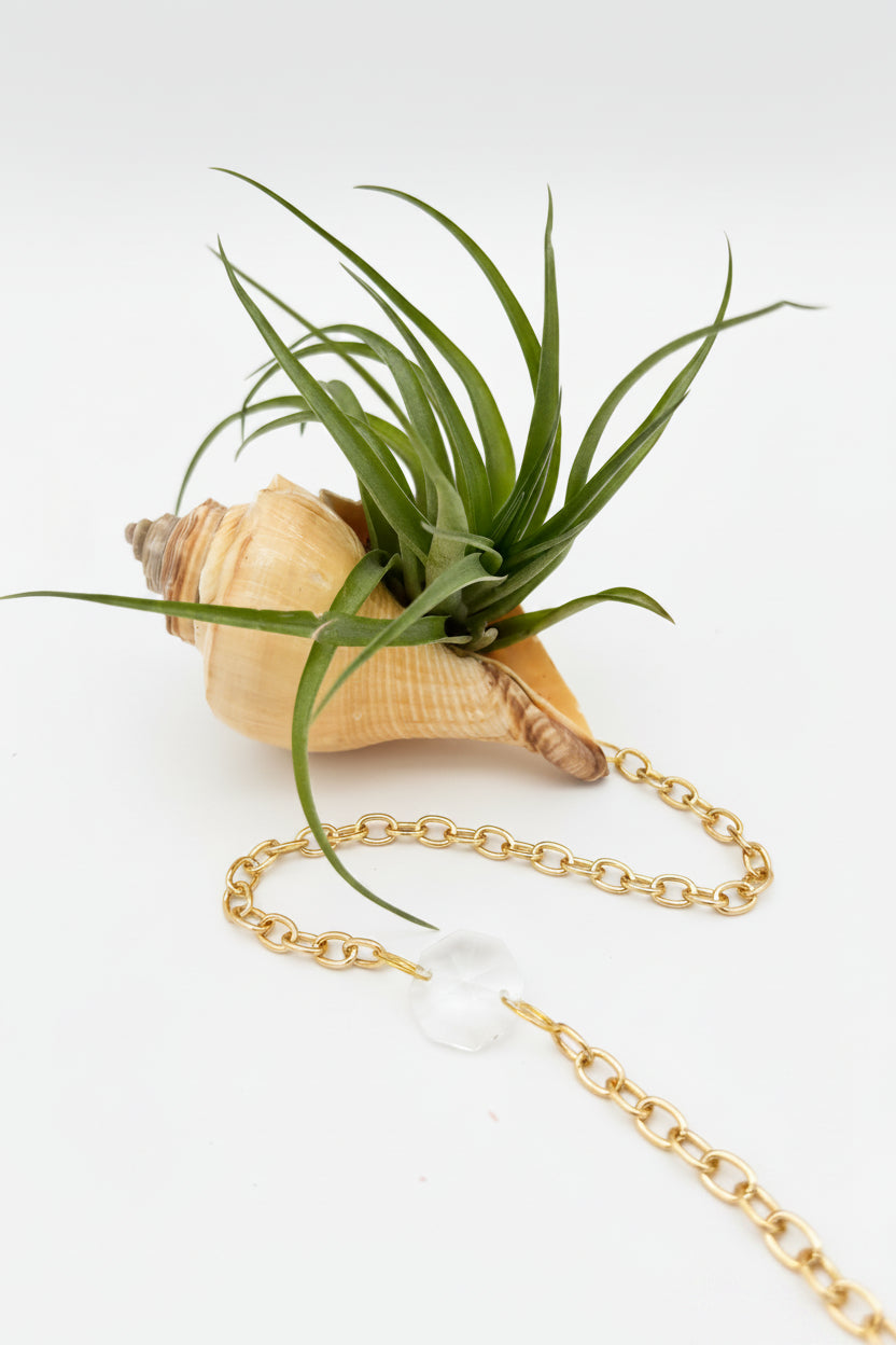 Suncatcher: Shell + Crystal ~ 18"-20"