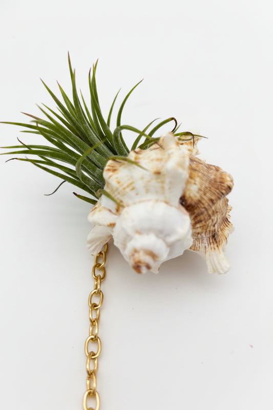 Tillandsia Ionantha - Large