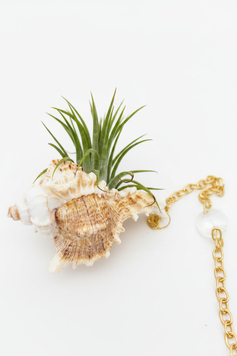 Suncatcher: Shell + Crystal ~ 12"-14"