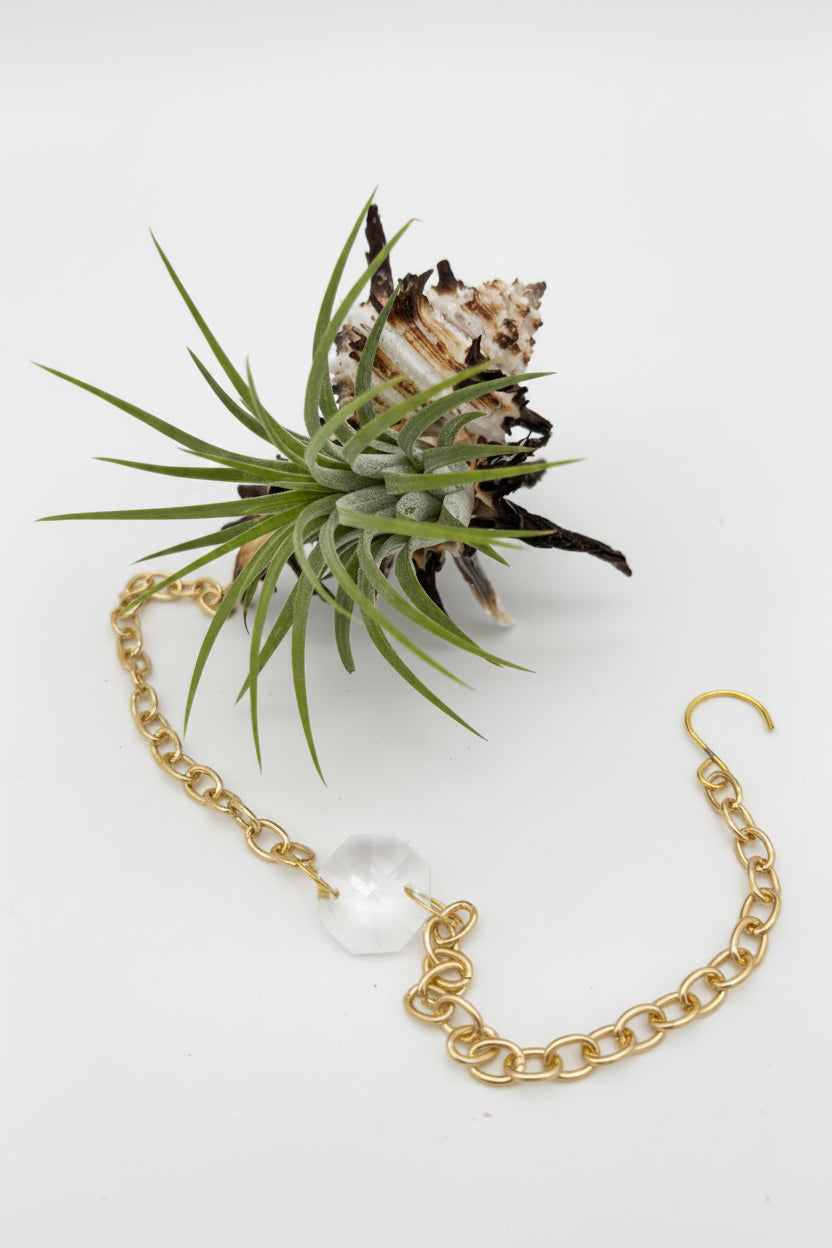 Suncatcher: Shell + Crystal ~ 12"-14"