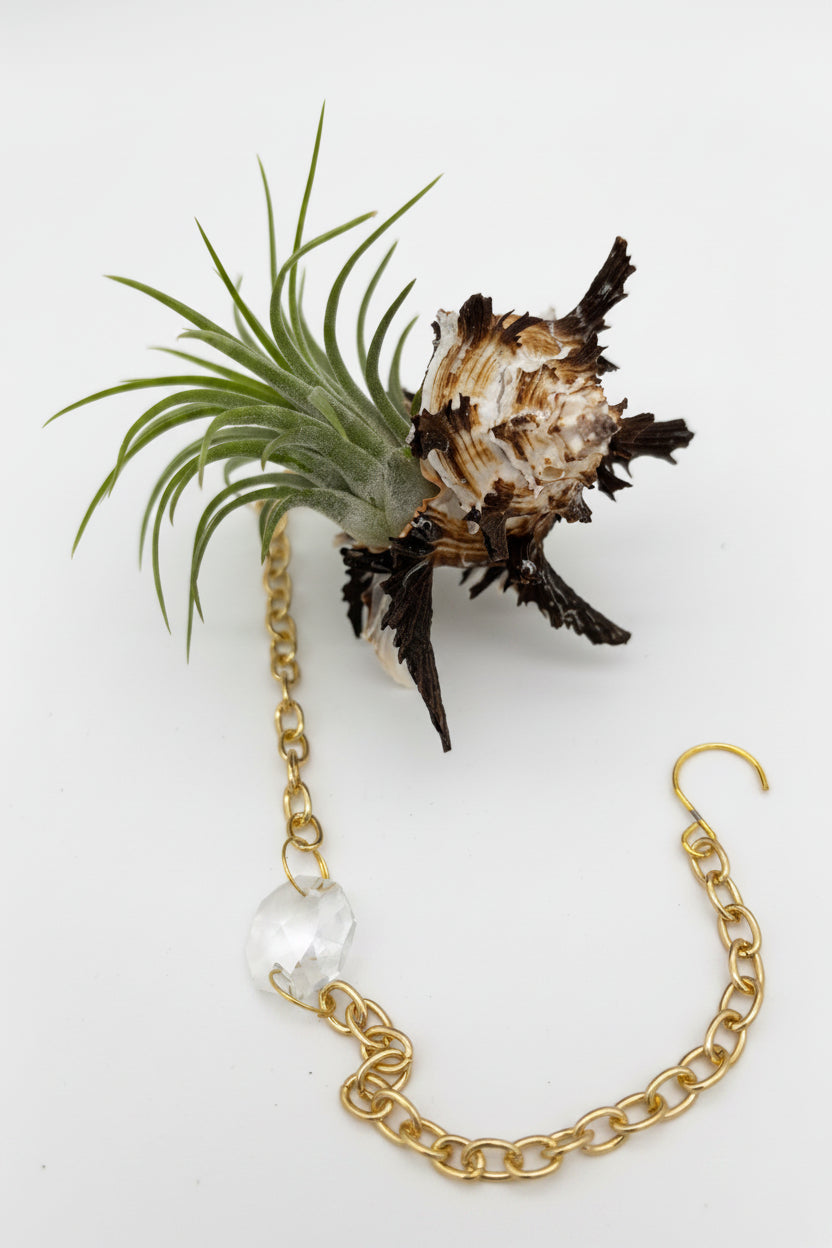 Suncatcher: Shell + Crystal ~ 12"-14"
