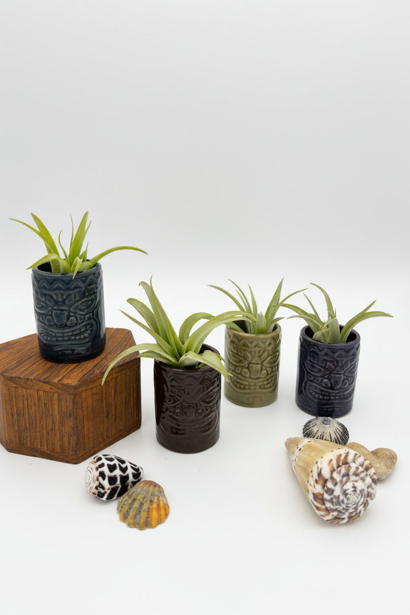 Tillandsia Brachycaulos - Small
