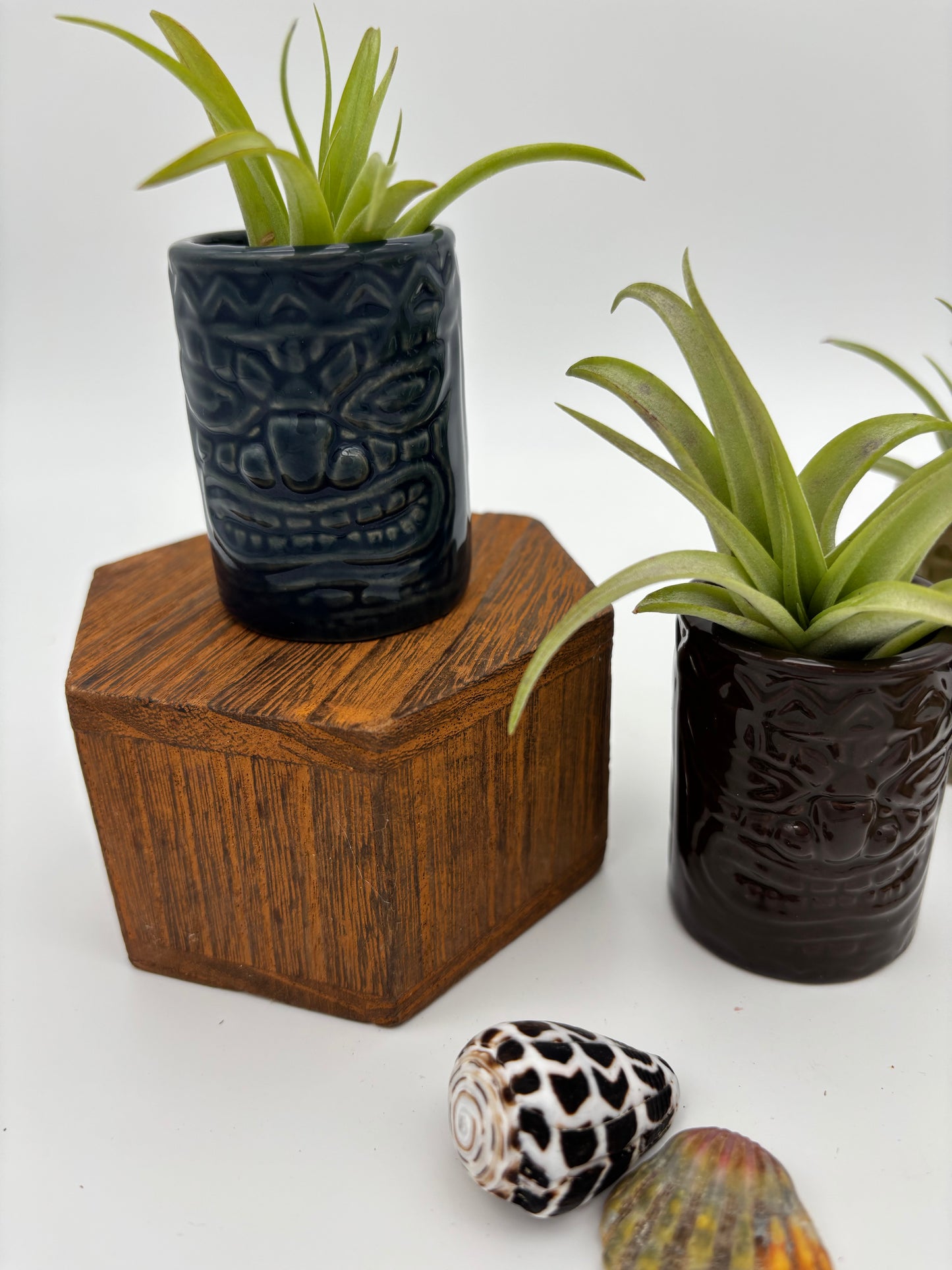 Tiki Tillandsia Holder