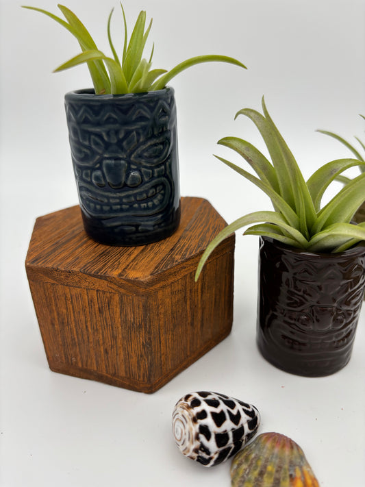 Tiki Tillandsia Holder