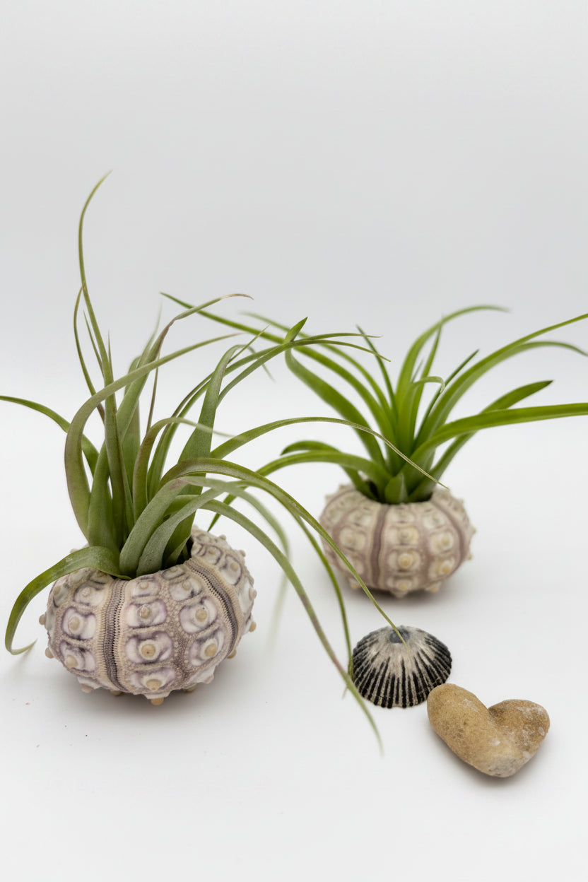 Tillandsia Brachycaulos - Medium