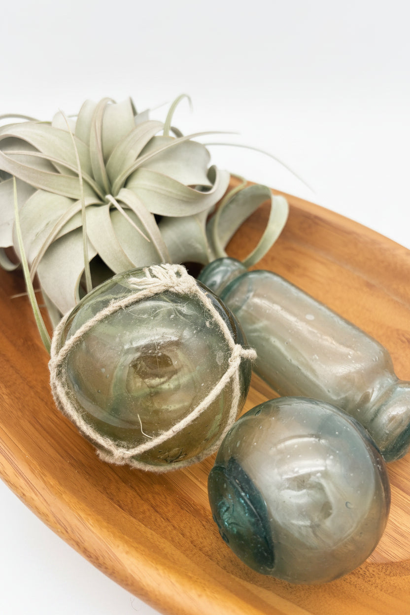 Tillandsia Xerographica - Small