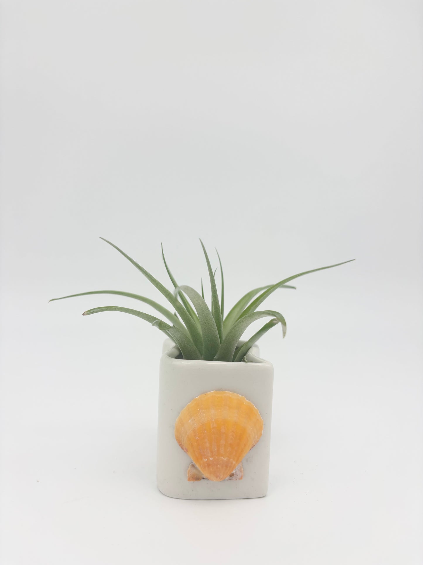 Ceramic + Shell Holder