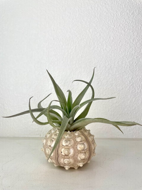 Sea Urchin Holder