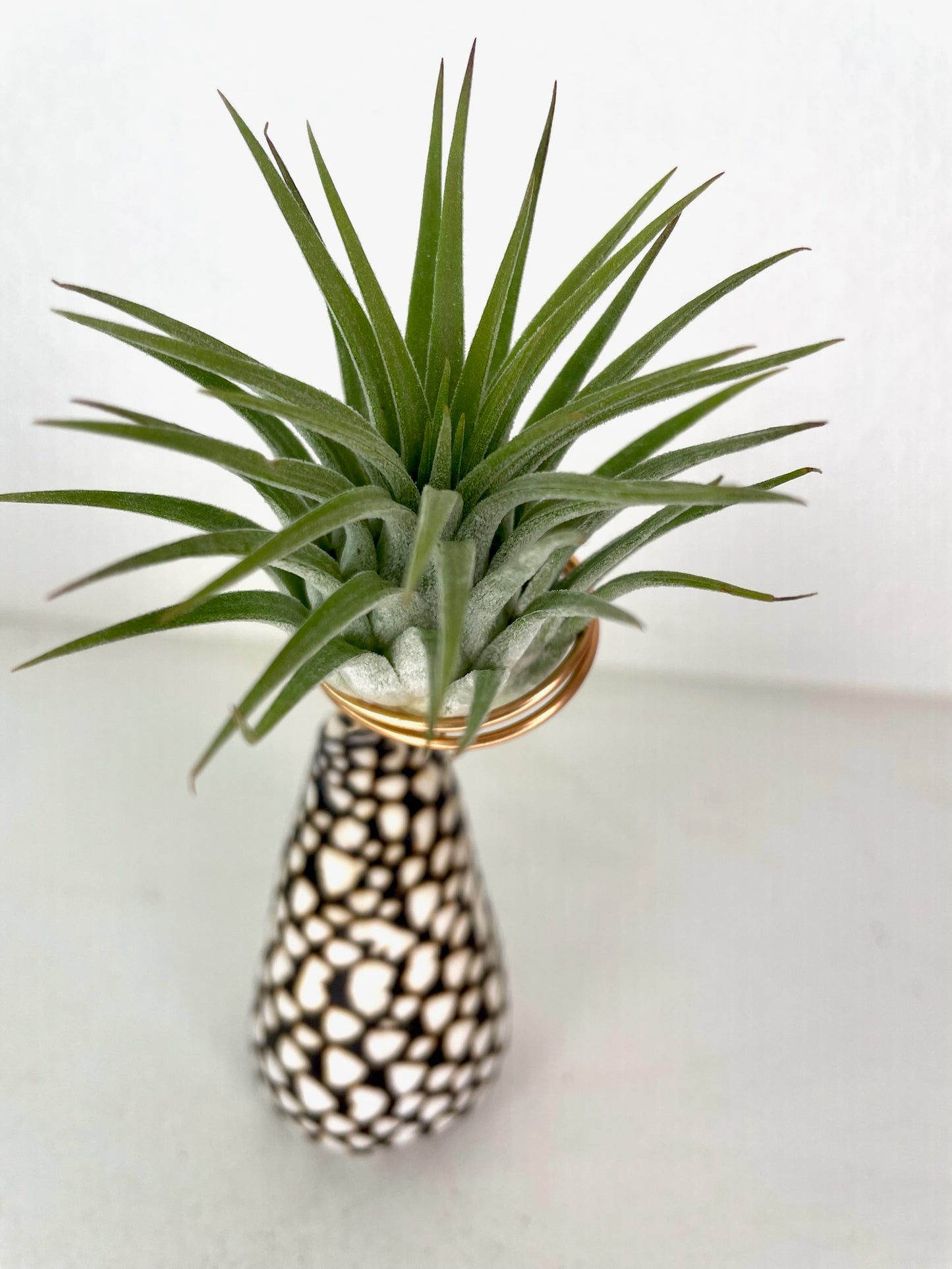 Cone Shell Holder - Small