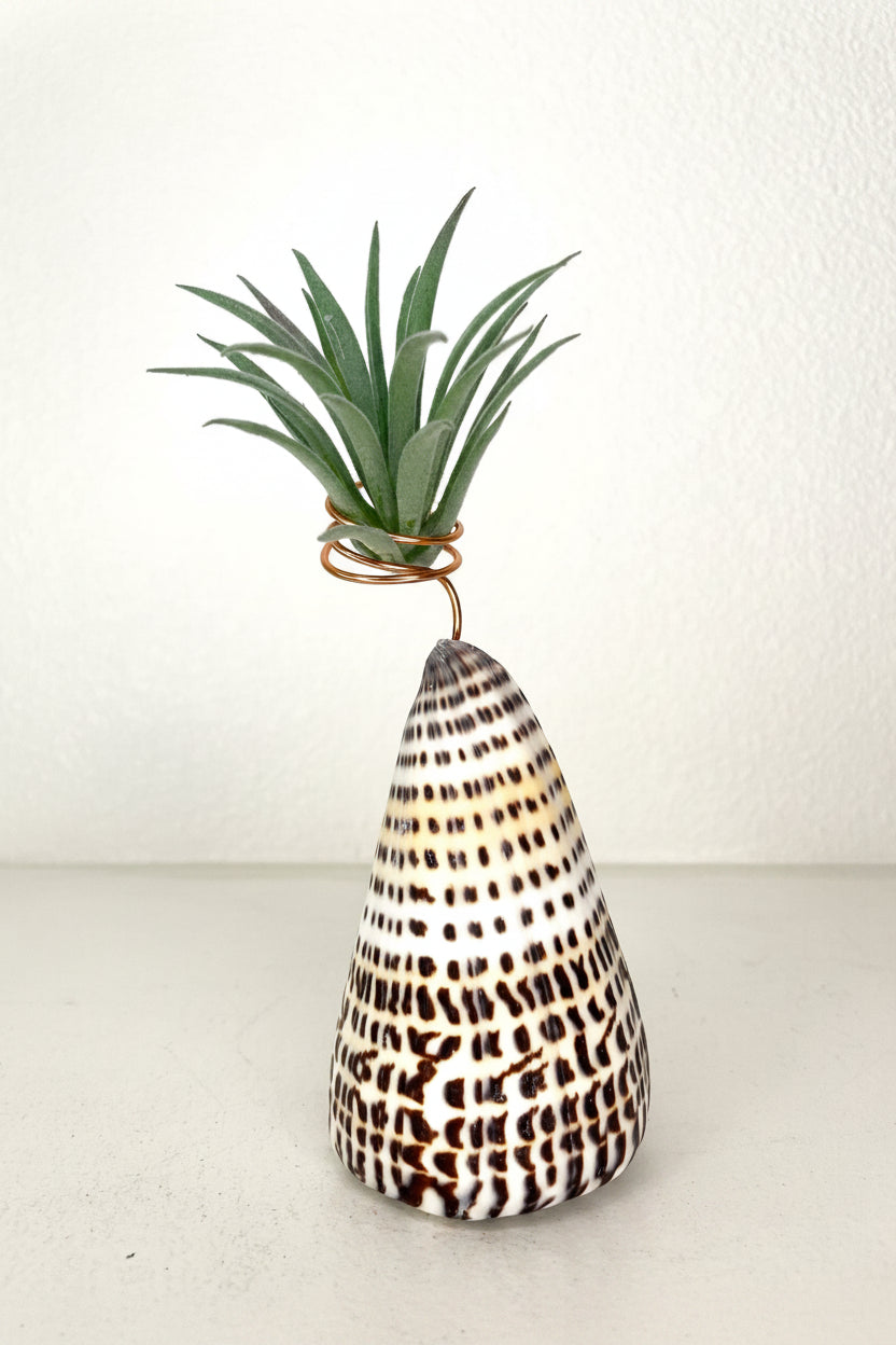 Cone Shell Holder - Small