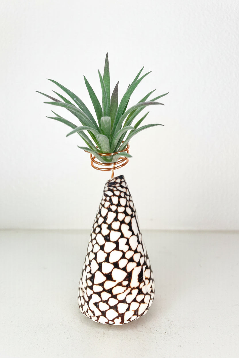 Cone Shell Holder - Small