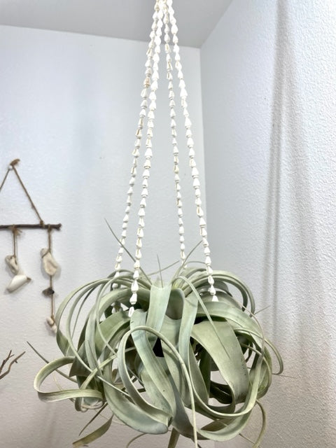 Xerographica w/ Shell Hanger