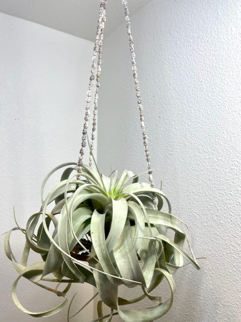 Tillandsia Xerographica - Medium