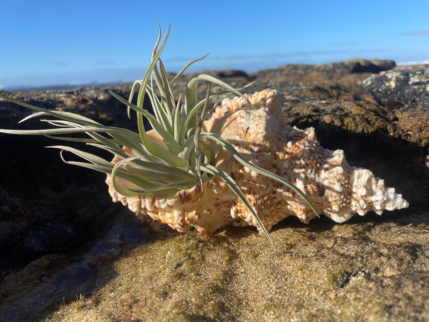 Shell + Tillandsia on Wood Stand (X-Large)