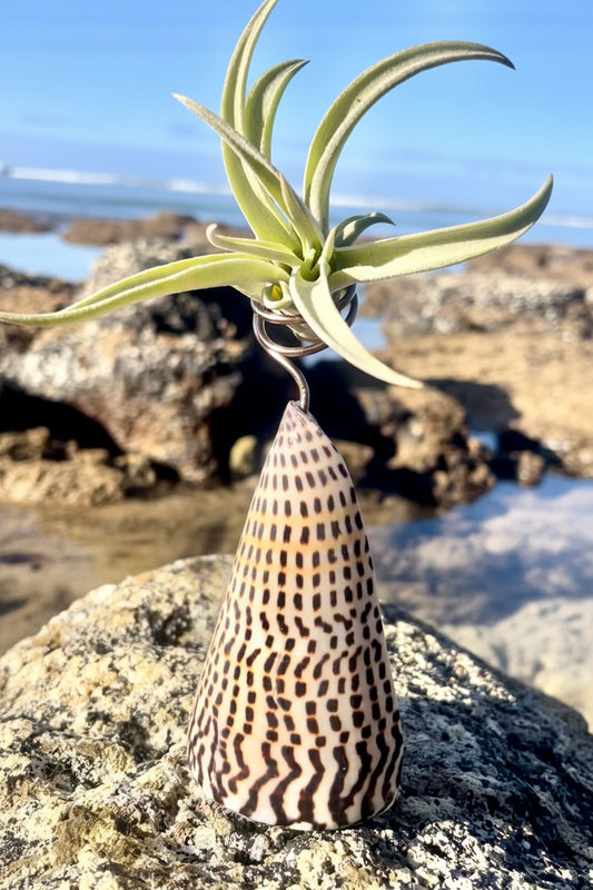Cone Shell Holder - Large