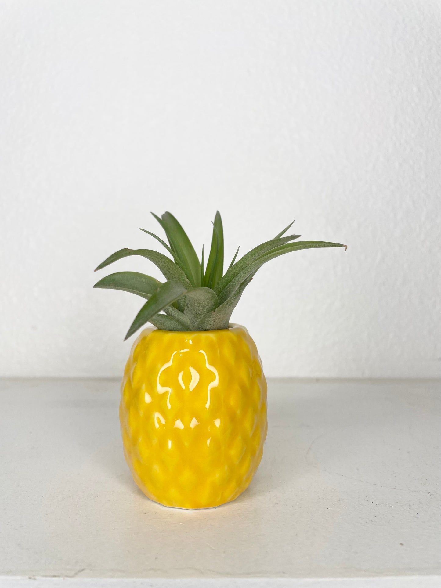Tillandsia Brachycaulos - Small
