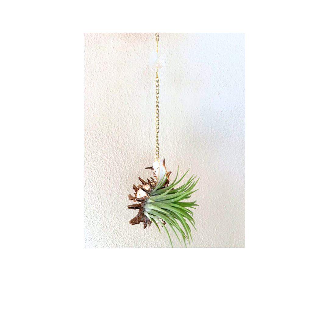 Suncatcher: Shell + Crystal ~ 18"-20"