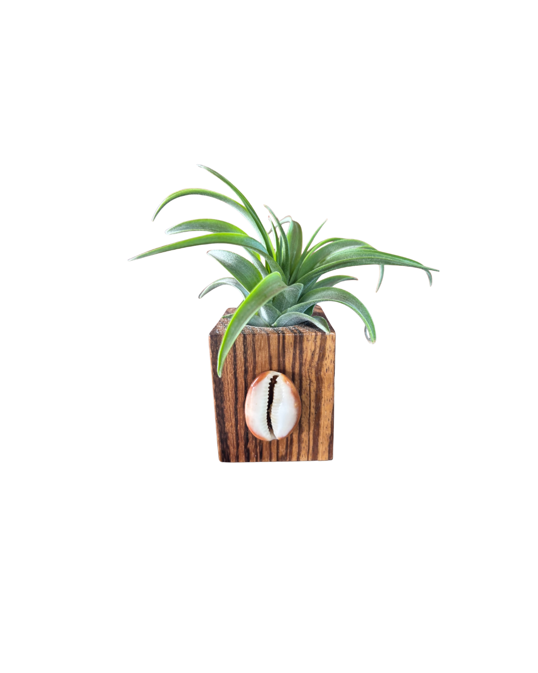 Tillandsia Brachycaulos - Medium
