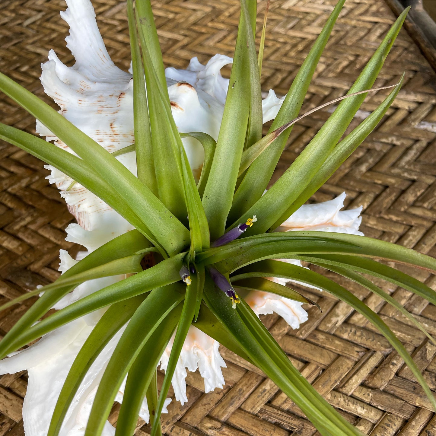 Shell + Tillandsia on Wood Stand (X-Large)